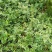 墙薇花苗:爬藤植物，丰花墙薇，美化围墙及平房顶掉花和土壁
