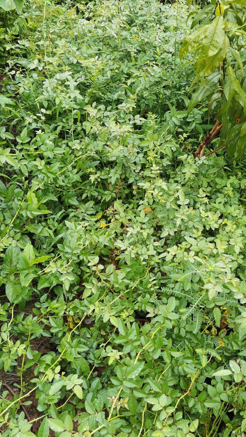 墙薇花苗:爬藤植物，丰花墙薇，美化围墙及平房顶掉花和土壁