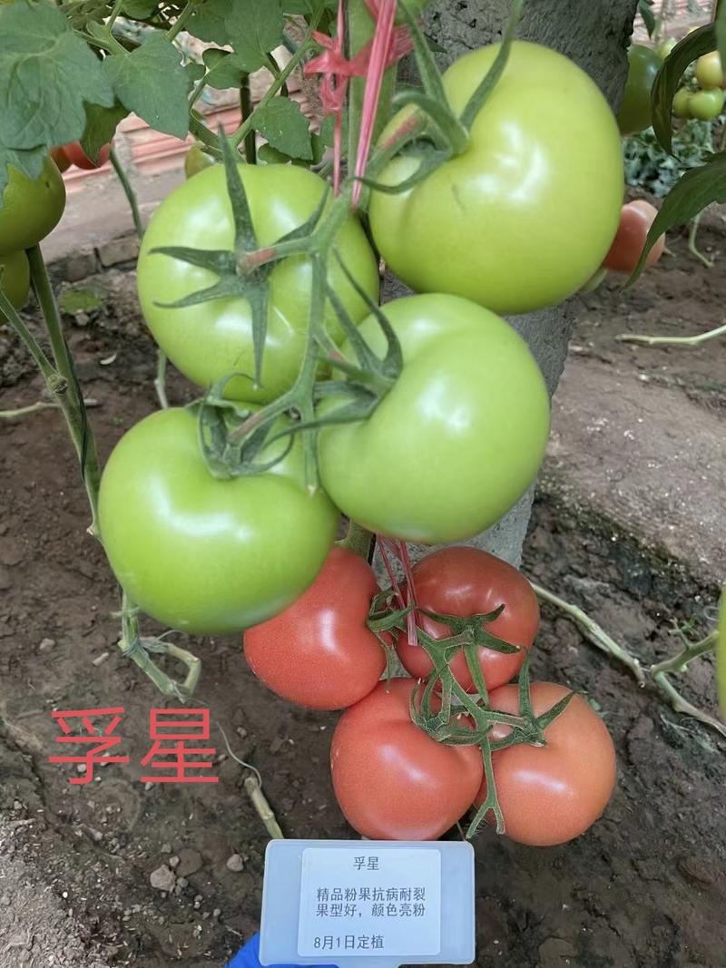 越夏西红柿寿光大粉硬粉番茄一级苗产量高高抗病毒常年供应