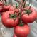 越夏西红柿寿光大粉硬粉番茄一级苗产量高高抗病毒常年供应