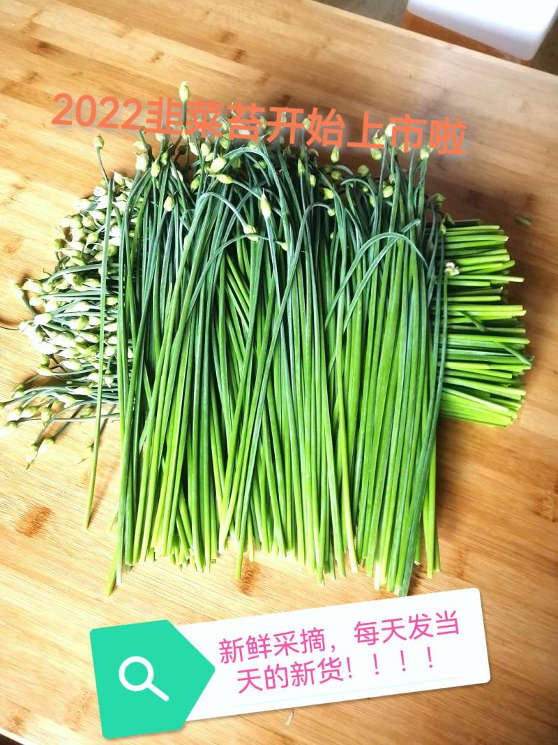 韭花
