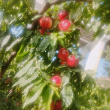 中油18