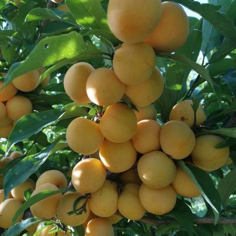 贵州蜂糖李，精品包装四五以上，个大饱满，含能量高