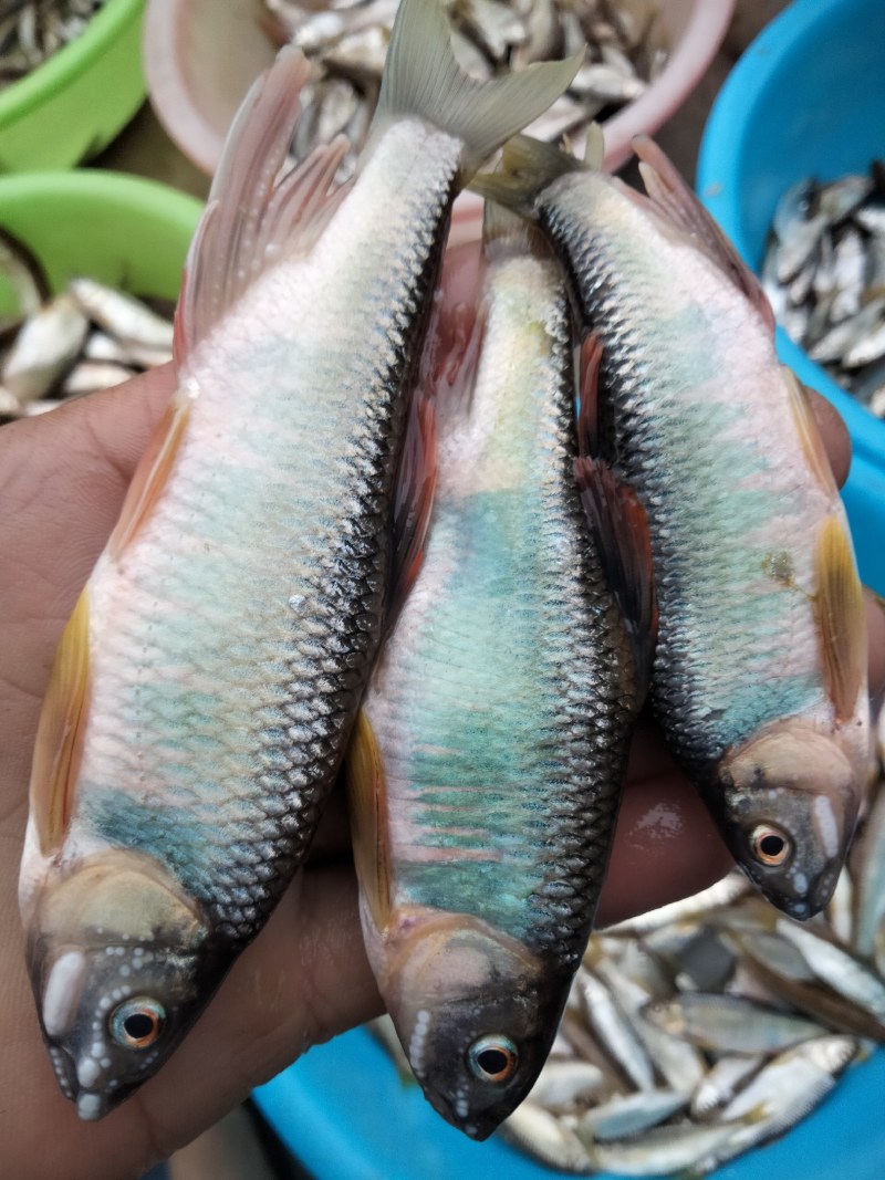 冻板开膛桃花小嘴马口大嘴马口鱼