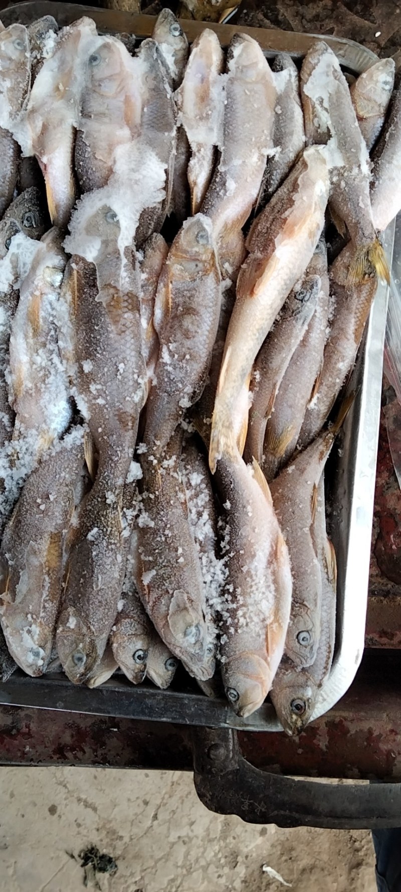 冻板开膛桃花小嘴马口大嘴马口鱼