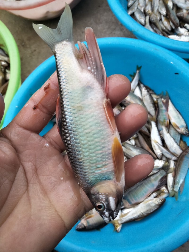 冻板开膛桃花小嘴马口大嘴马口鱼