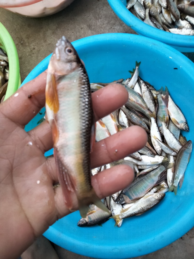 冻板开膛桃花小嘴马口大嘴马口鱼