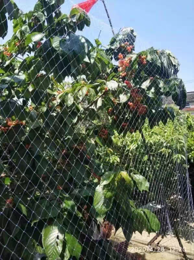 葡萄尼龙防鸟网批发梨苹果园鱼塘养殖青蛙天网鱼塘养殖防鸟网