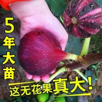 无花果苗带土四季盆栽当年结果超大特大波姬红矮化中紫无花果