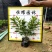 【毛鹃毛杜鹃锦绣杜鹃】各种规格欢迎咨询详谈