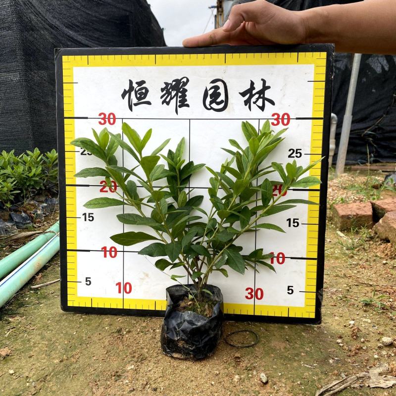 【毛鹃毛杜鹃锦绣杜鹃】各种规格欢迎咨询详谈