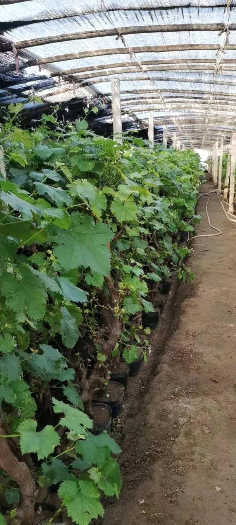 葡萄树苖特大巨峰葡萄苗爬藤阳光玫瑰葡萄树苗北南方种植当年