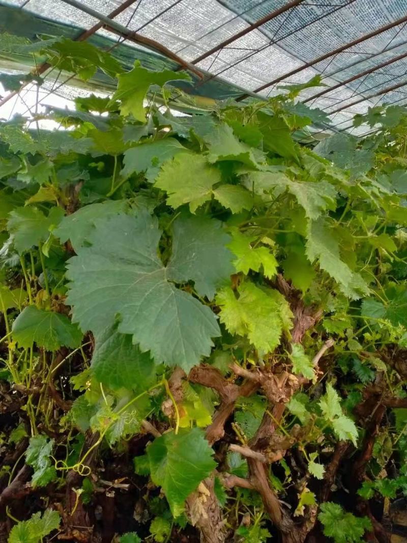 葡萄树苖特大巨峰葡萄苗爬藤阳光玫瑰葡萄树苗北南方种植当年