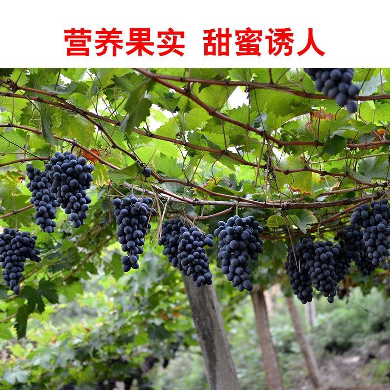 葡萄树苖特大巨峰葡萄苗爬藤阳光玫瑰葡萄树苗北南方种植当年