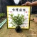 【毛鹃毛杜鹃锦绣杜鹃】各种规格欢迎咨询详谈