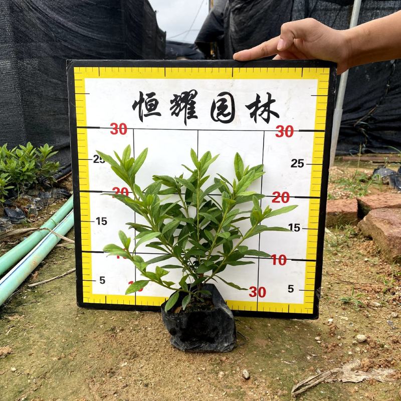 【毛鹃毛杜鹃锦绣杜鹃】各种规格欢迎咨询详谈