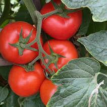 大红石头番茄大量供货中，承接社区平台，市场，托板车