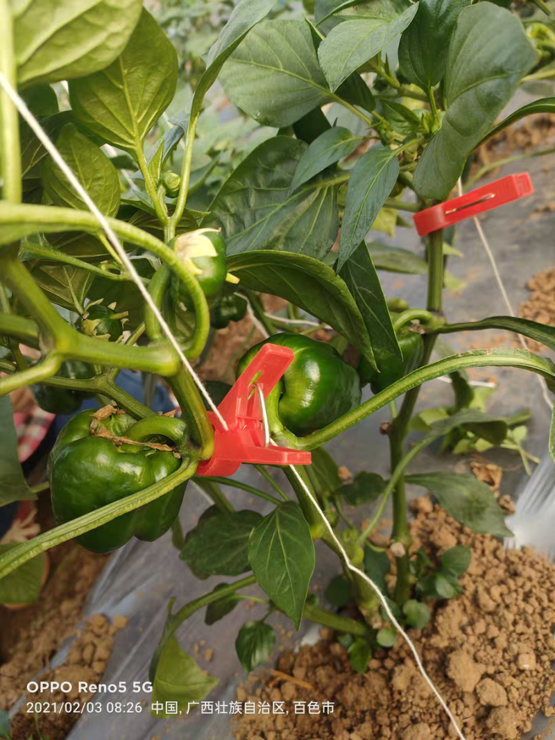 绑蔓夹吊秧夹吊蔓夹扶蔓夹理蔓夹蔬菜夹黄瓜丝瓜夹塑料夹子