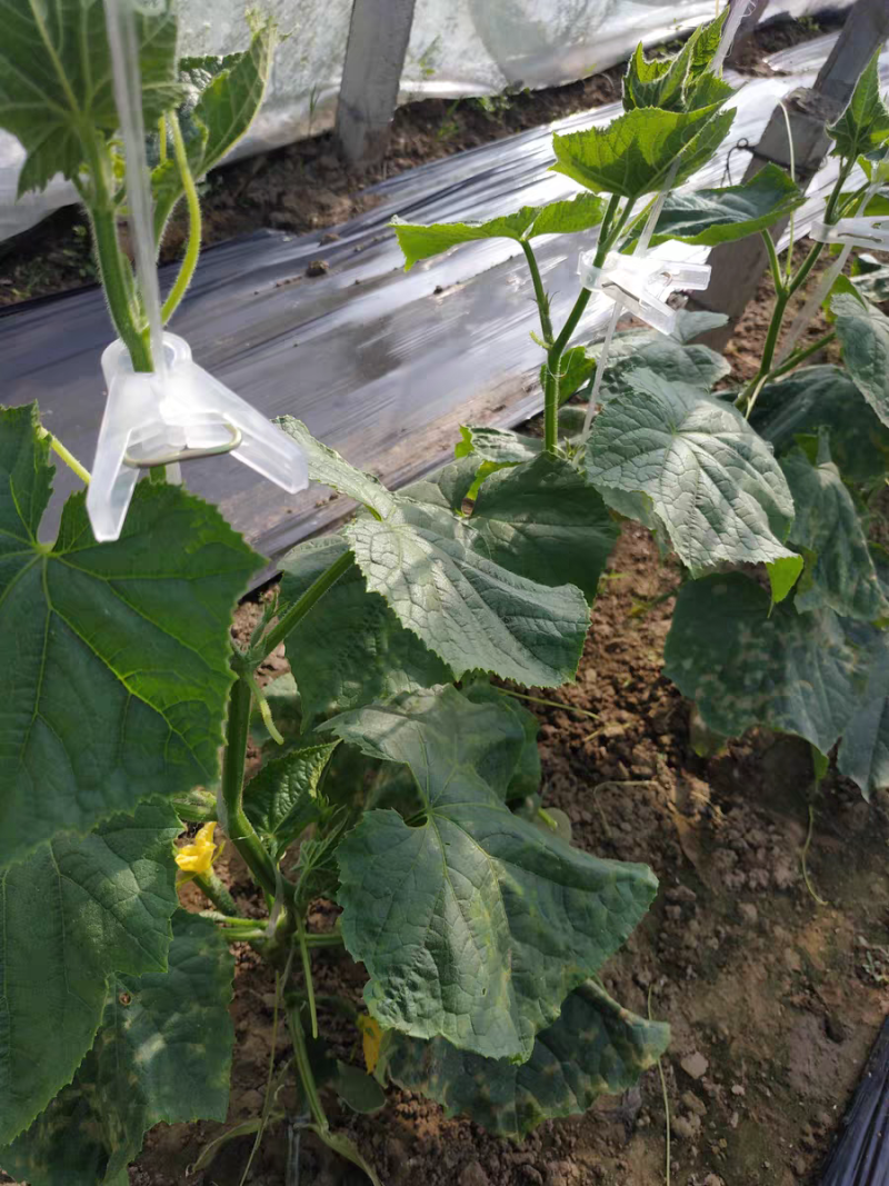 绑蔓夹吊秧夹吊蔓夹扶蔓夹理蔓夹蔬菜夹黄瓜丝瓜夹塑料夹子