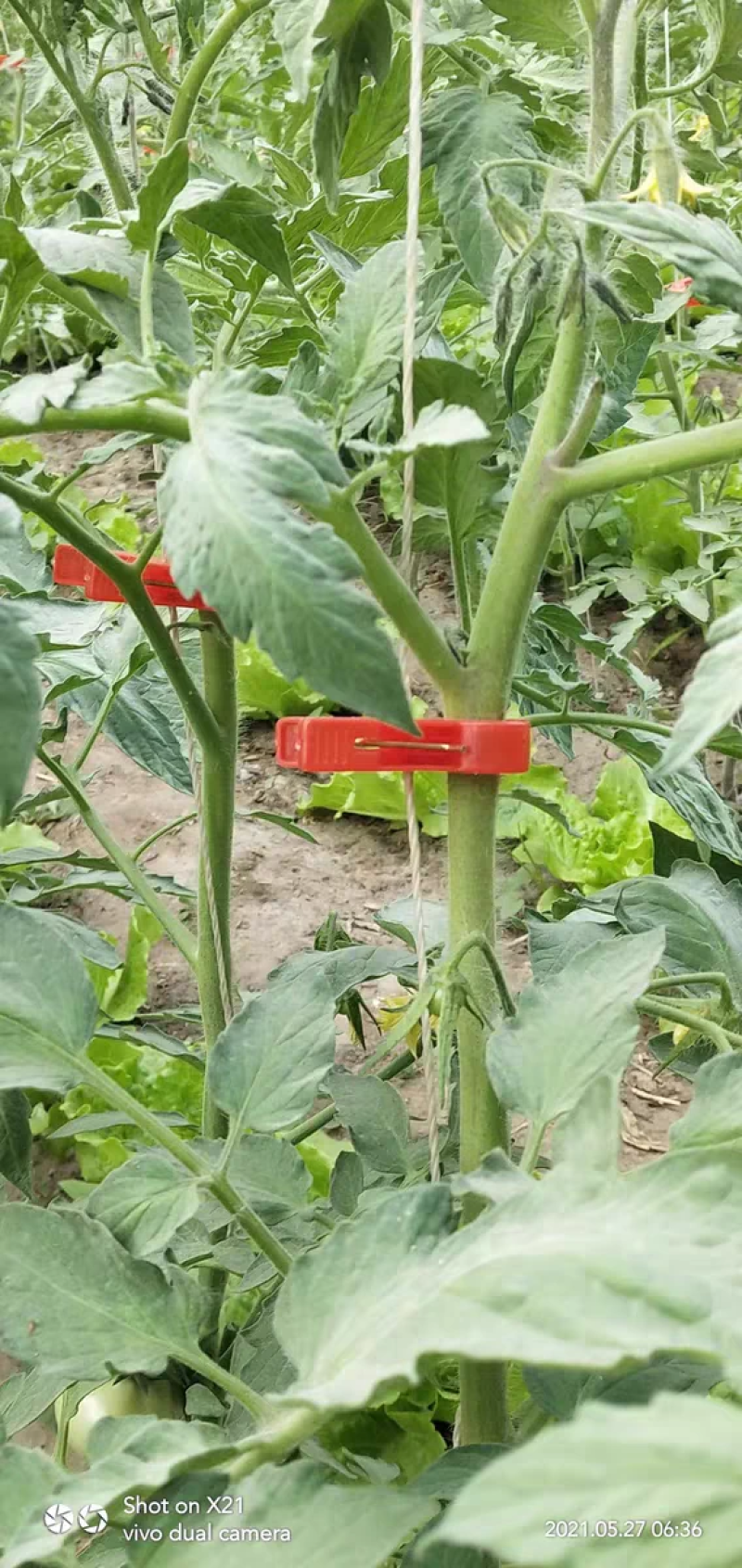 绑蔓夹吊秧夹吊蔓夹扶蔓夹理蔓夹蔬菜夹黄瓜丝瓜夹塑料夹子