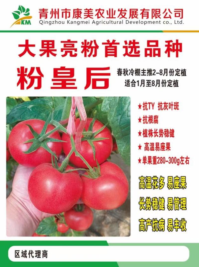 西红柿苗番茄苗早熟耐热耐裂硬度好抗病强早春越夏秋延