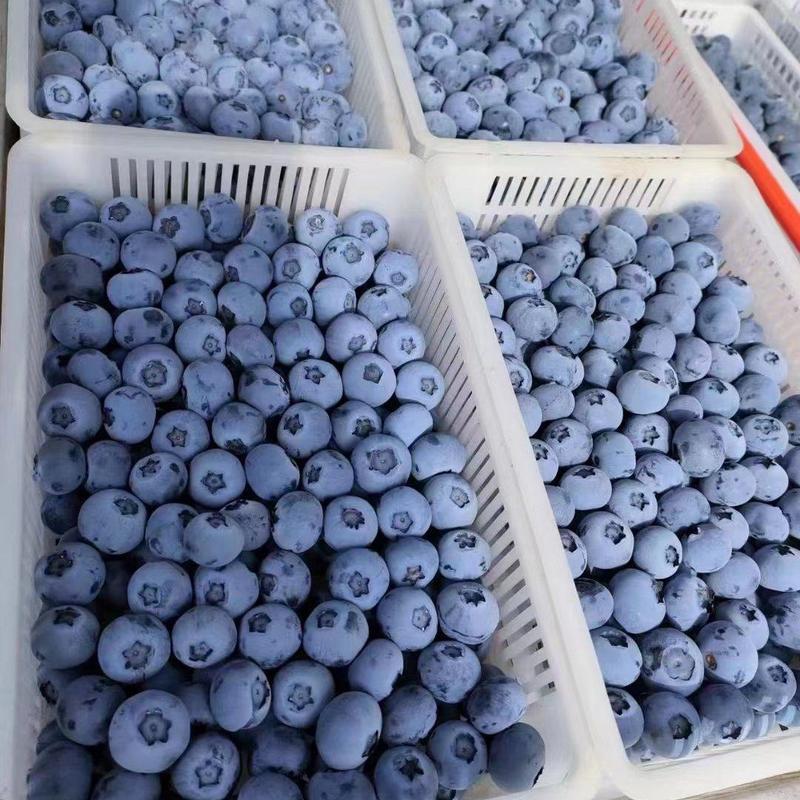蓝莓大量上市中。对接各大电商社区团购-品质保证诚挚合作-