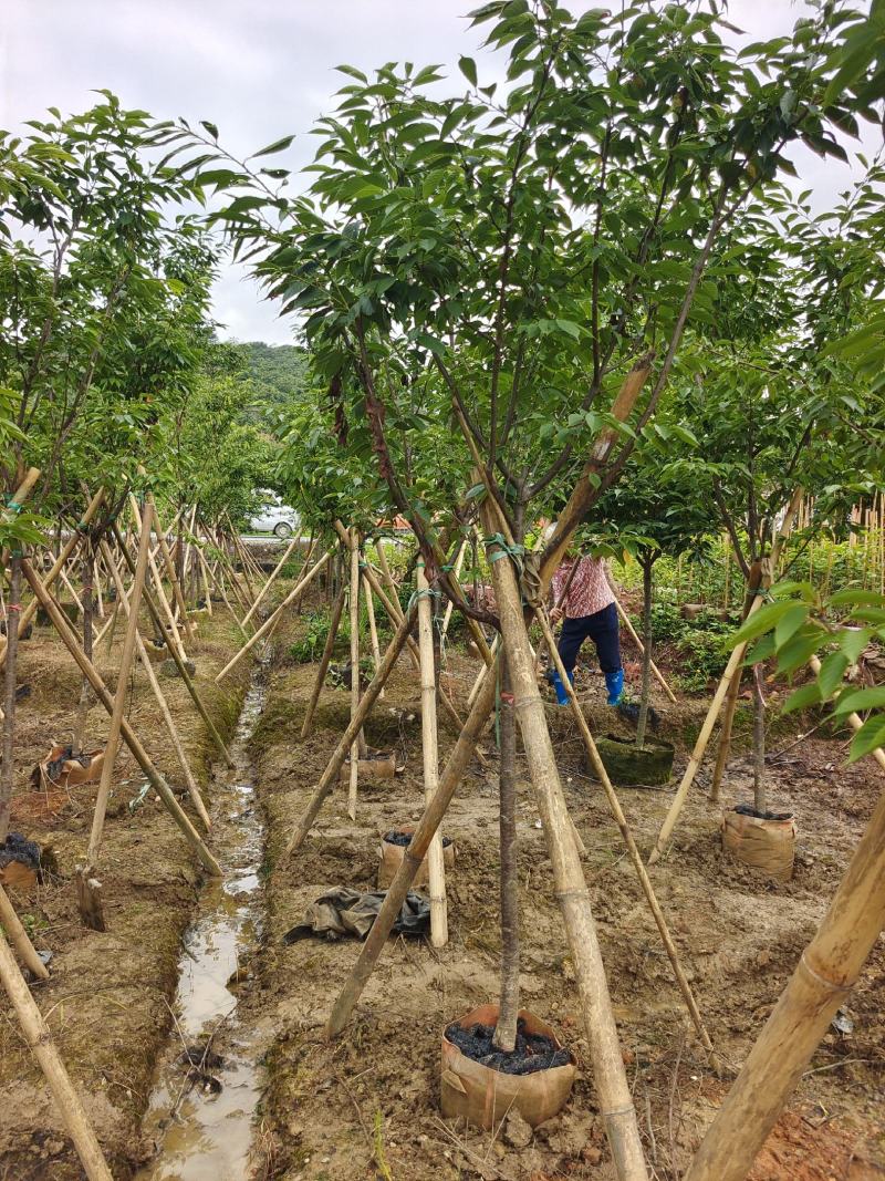 广西红粉佳人樱花适合南方自家基地货源批发零售均可