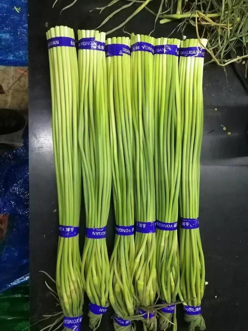 永年白苔，供新疆，内蒙，东北大市场，超市电商等