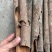 普通桂皮打粉小包装基地直发量大从优品质保证