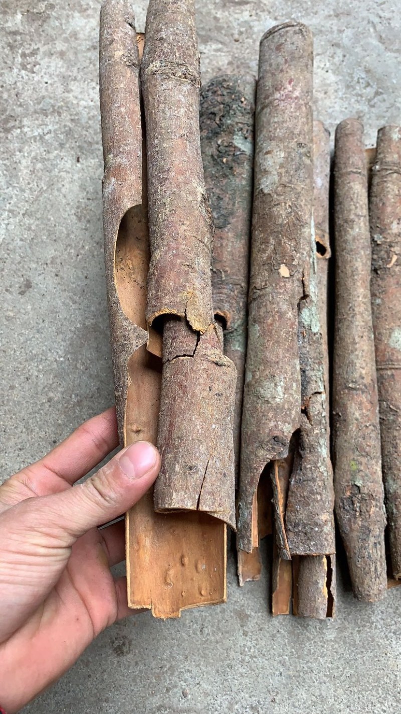 普通桂皮打粉小包装基地直发量大从优品质保证