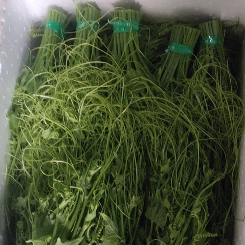 龙须菜大量供应，可供货从三月到12都有，质量保证，