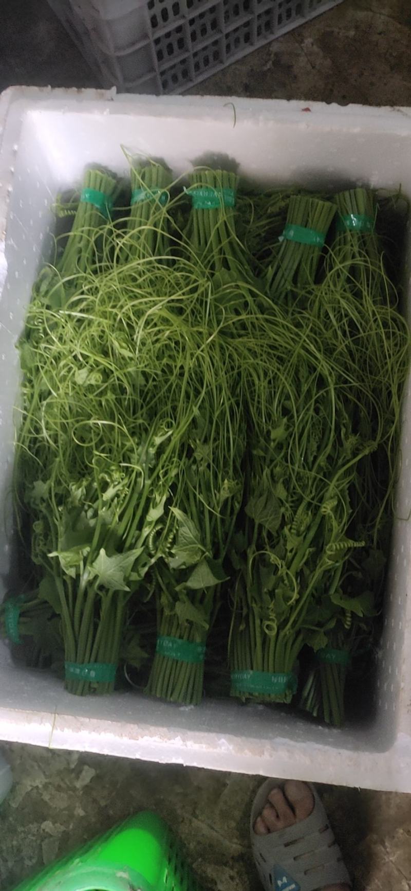 龙须菜大量供应，可供货从三月到12都有，质量保证，