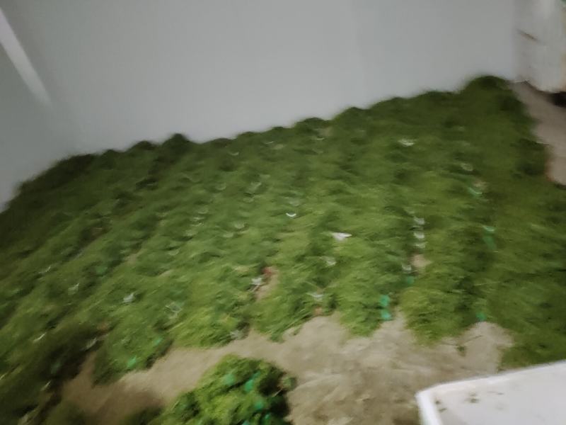 龙须菜大量供应，可供货从三月到12都有，质量保证，