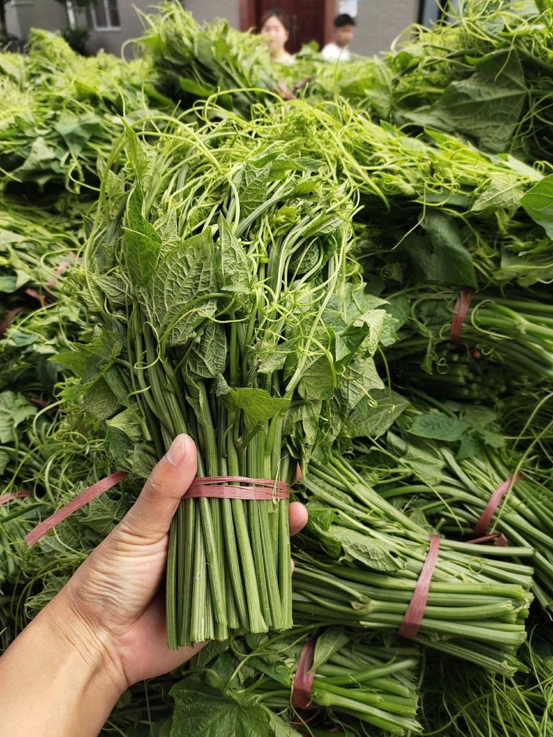 龙须菜大量供应，可供货从三月到12都有，质量保证，