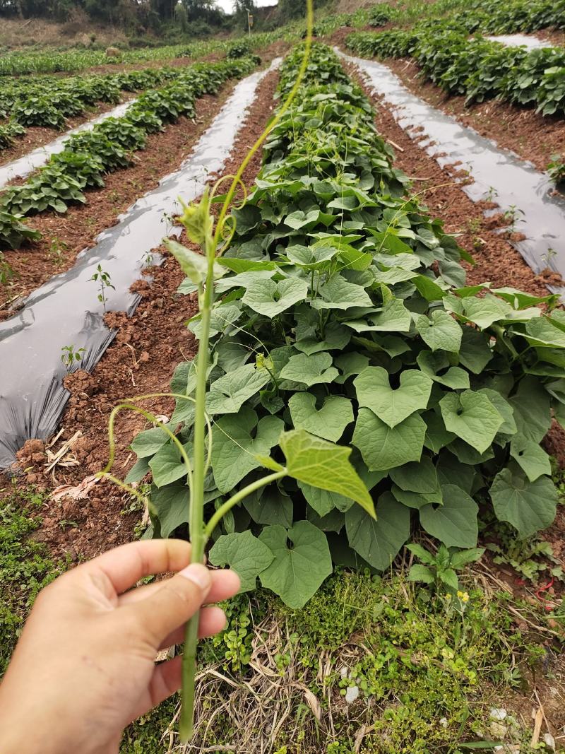 龙须菜大量供应，可供货从三月到12都有，质量保证，