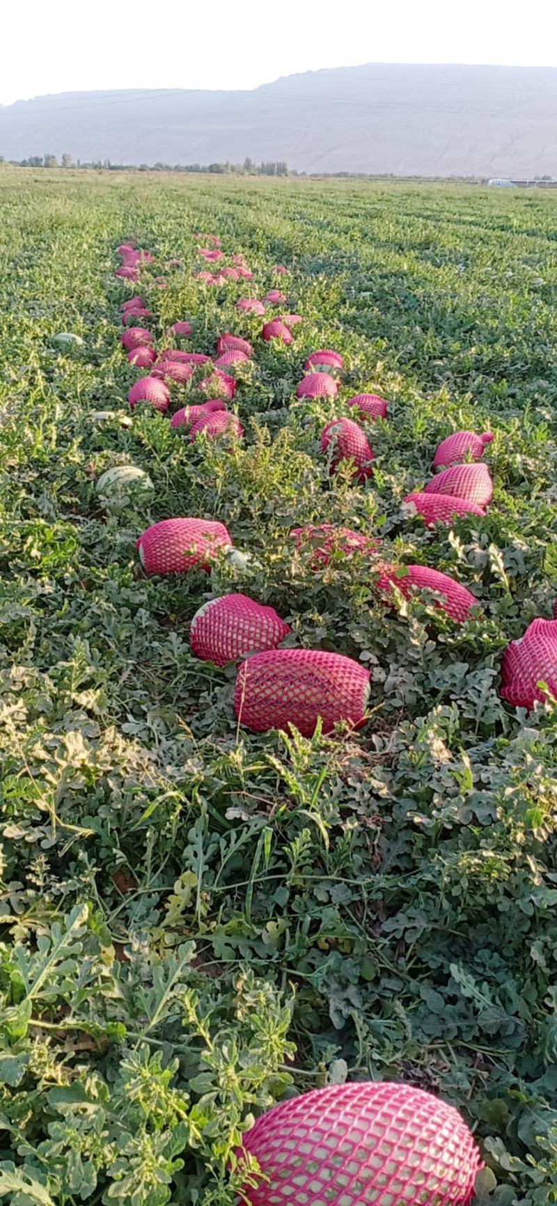 新疆哈蜜金城系列，安农，个大大，甜度在十四左右。