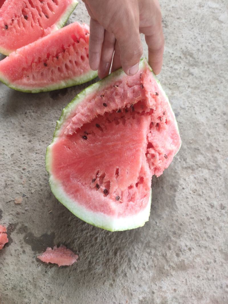 龙卷风西瓜大量有货产地一手货源对接全国发货