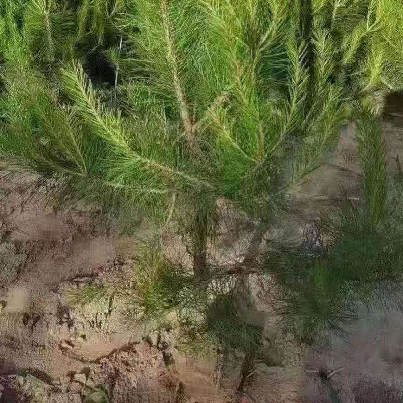 油松！成活率高，苗圃直营，绿化造林均可！欢迎您来采购！