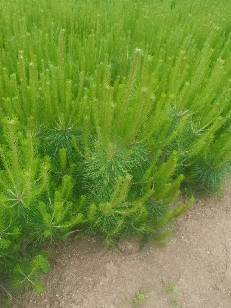 油松！成活率高，苗圃直营，绿化造林均可！欢迎您来采购！