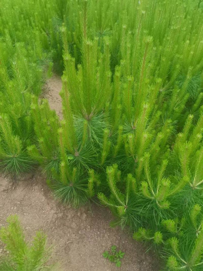 油松！成活率高，苗圃直营，绿化造林均可！欢迎您来采购！