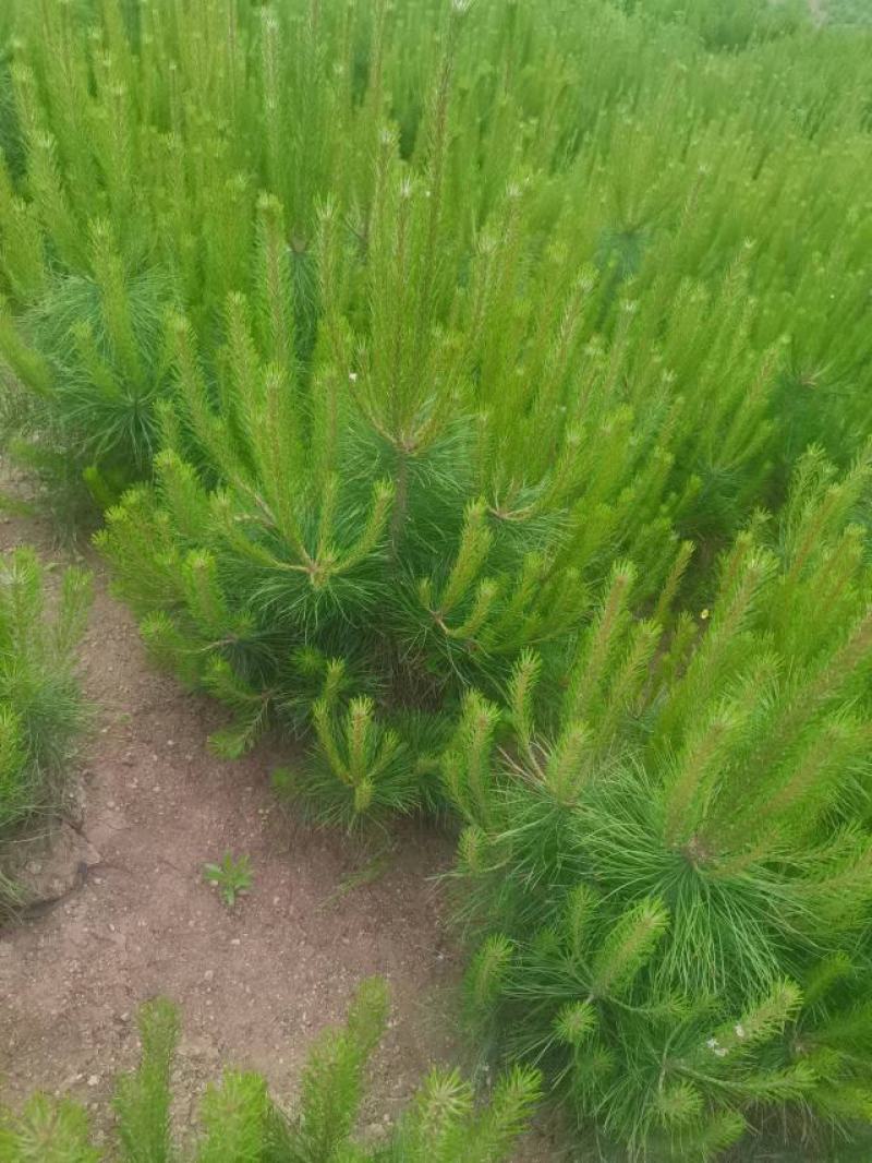 油松！成活率高，苗圃直营，绿化造林均可！欢迎您来采购！