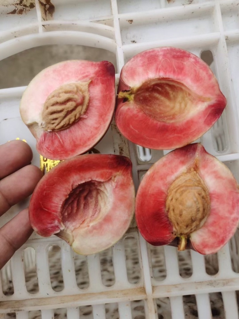 血桃正式开始发货！欢迎各大平台前来对接，支持一件代发！