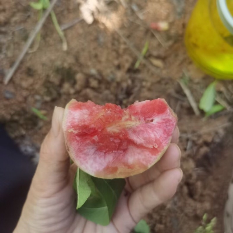 血桃正式开始发货！欢迎各大平台前来对接，支持一件代发！