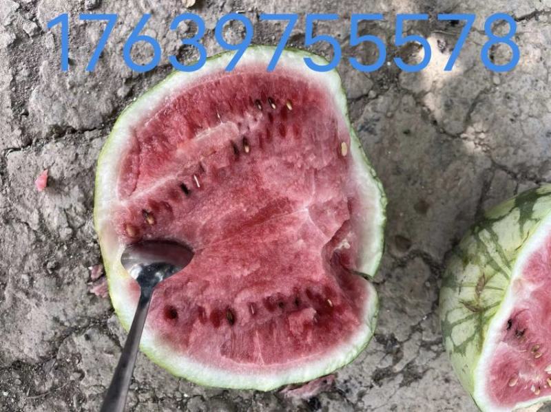 8424西瓜二茬有籽，自生苗黑籽红瓤