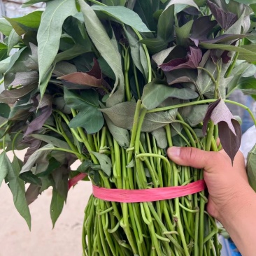 西瓜红红薯苗