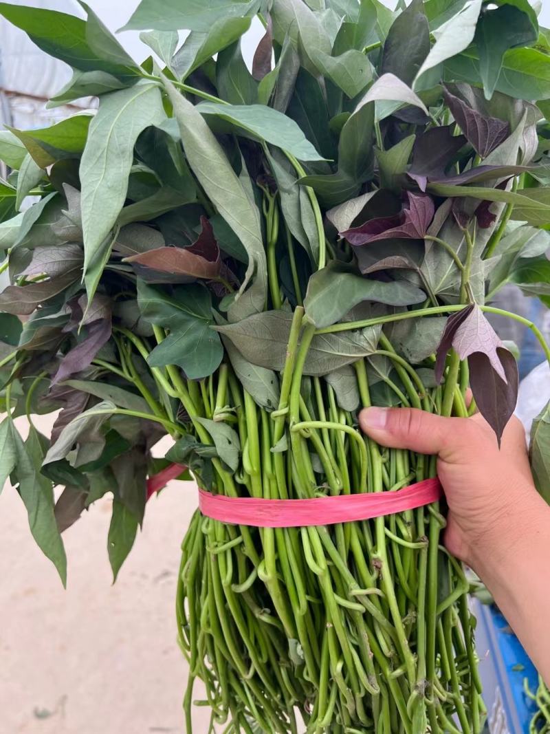 西瓜红红薯苗