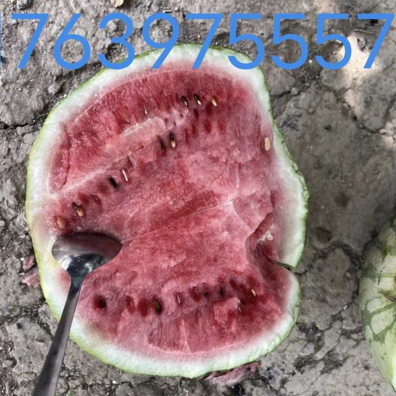 8424西瓜二茬有籽，自生苗黑籽红瓤