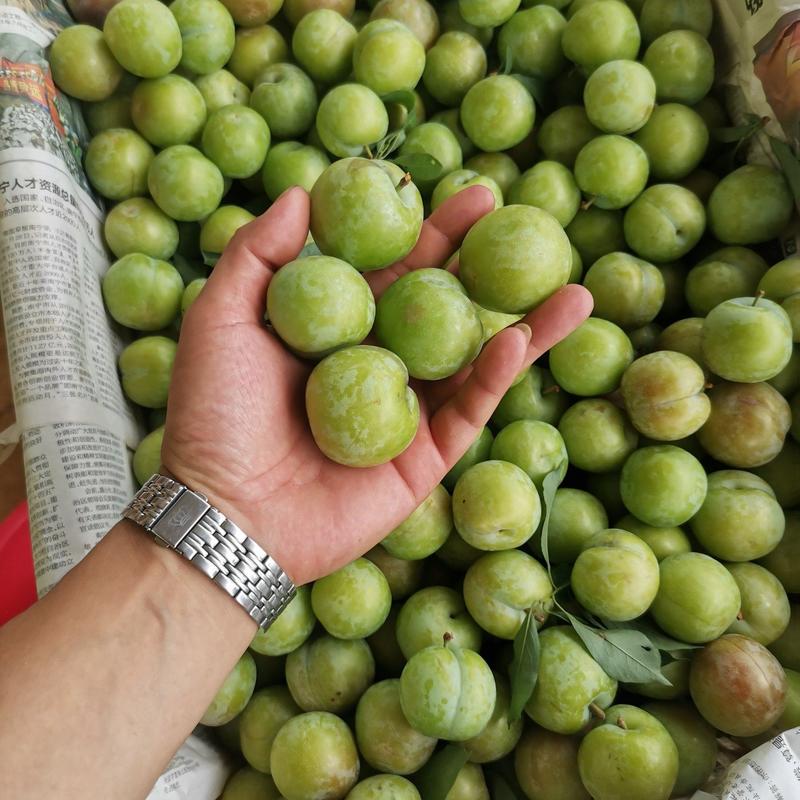 广西桂林三华李，玫瑰李，杨梅等各种应季水果长期供应。