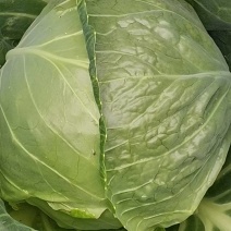 甘蓝