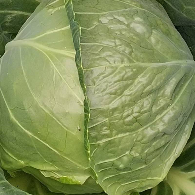 甘蓝